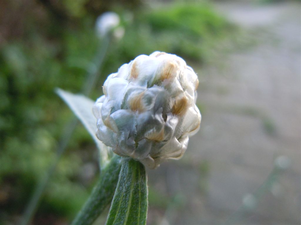 Centaurea deusta